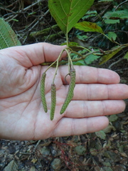 Alnus glutinosa barbata