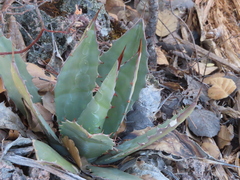 Agave bovicornuta