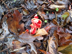 Sarcoscypha austriaca