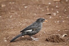 Bubalornis niger niger