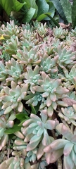 × Graptosedum