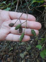 Alnus glutinosa barbata