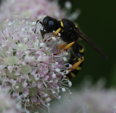 Ectemnius
