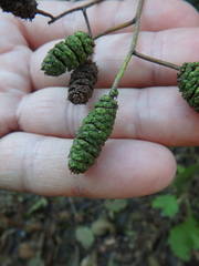 Alnus glutinosa barbata