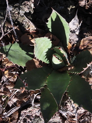 Agave bovicornuta