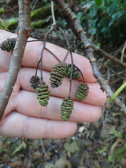 Alnus glutinosa barbata