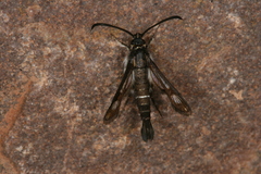 Pyropteron leucomelaenum