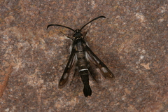 Pyropteron leucomelaenum