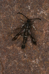 Pyropteron leucomelaenum
