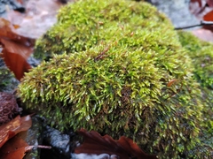 Brachythecium rivulare