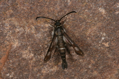 Pyropteron leucomelaenum
