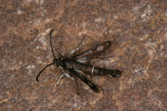 Pyropteron leucomelaenum