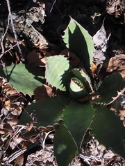 Agave bovicornuta