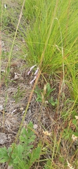 Penstemon hirsutus