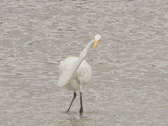 Ardea alba