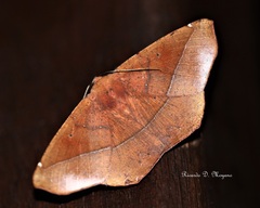 Microgonia perfulvata