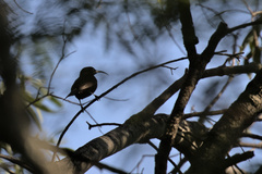 Chalcomitra amethystina