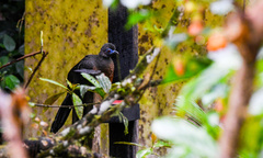 Chamaepetes goudotii