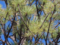 Pinus arizonica