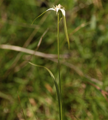 Rhynchospora blepharophora