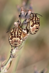 Carpocoris pudicus
