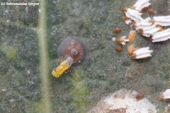 Aphytis
