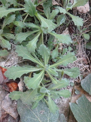 Arabis caucasica