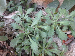 Arabis caucasica