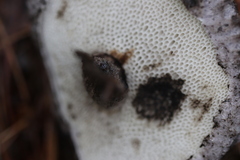 Strobilomyces confusus