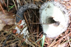 Strobilomyces confusus