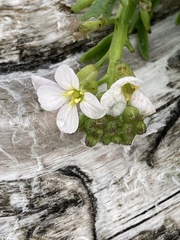 Cakile lanceolata