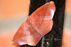 Microgonia perfulvata