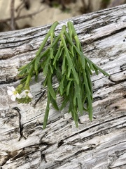 Cakile lanceolata