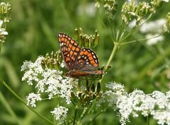 Euphydryas maturna