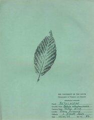 Betula alleghaniensis