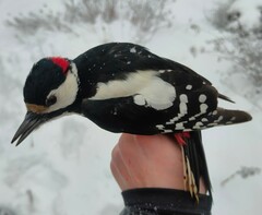 Dendrocopos major major