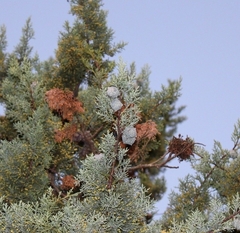 Widdringtonia nodiflora