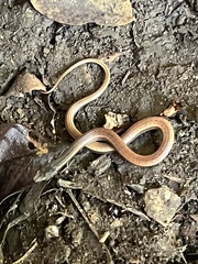 Borikenophis portoricensis