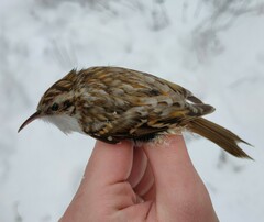 Certhia familiaris familiaris