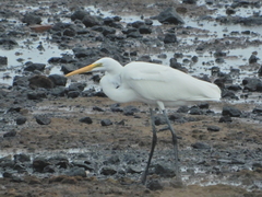 Ardea alba