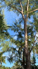 Casuarina equisetifolia