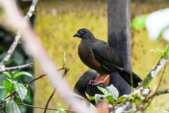 Chamaepetes goudotii