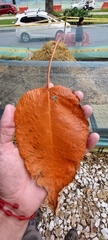 Croton