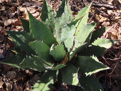 Agave bovicornuta