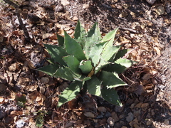 Agave bovicornuta