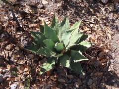 Agave bovicornuta