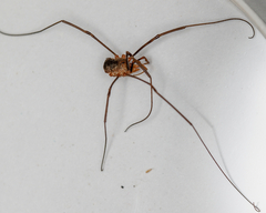 Phalangium opilio