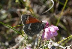 Coenonympha tullia