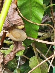 Parthena acutangula