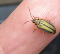 Xanthogaleruca luteola